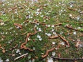 Hail and debris after a spring storm Royalty Free Stock Photo