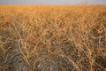 Hail devastation to a canola crop near Stewart Valley, SK