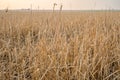 Hail devastation to a wheat field near Stewart Valley, SK