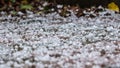 Hail on the floor Royalty Free Stock Photo