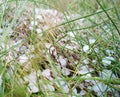 Hail in the grass, green grass covered with hail