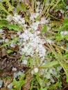 Hail in the grass, green grass covered with hail