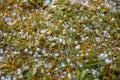 Hail on the grass Royalty Free Stock Photo