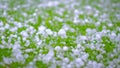 Hail on a green grass. Frozen droplets. Close up of a drop.