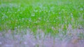 Hail on a green grass. Frozen droplets. Close up of a drop.