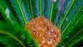 Hail on a green palm tree. Frozen droplets in tropical climate.
