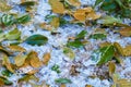 Hail on the ground intermingled with green Magnolia leaves it has knocked off the tree