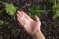 Hail after hailstorm in the palm of hand. Ice balls after summer tunderstorm on soil in garden