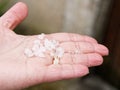 Hail in hands after hailstorm