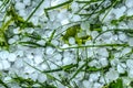 Hail damage in grass after a heavy storm Royalty Free Stock Photo