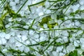 Hail damage in grass after a heavy storm