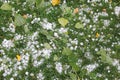 Hail ice pellets with fallen leaves on grass Royalty Free Stock Photo
