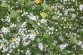 Hail ice pellets with fallen leaves on grass