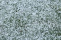 Hail after an ice storm on grass Royalty Free Stock Photo