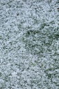 Hail after an ice storm on grass Royalty Free Stock Photo