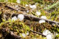 Hail lies on the forest floor Royalty Free Stock Photo