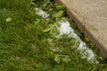 Hail Stones in Green Grass After Hail Storm Royalty Free Stock Photo