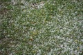 Hail stones spread on a spring green lawn with yellow flowers.