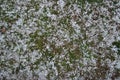 Hail Storm Aftermath Royalty Free Stock Photo