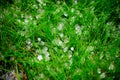 Hail after storm on grass