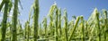 Hail storm and heavy rain destroyed a maize field