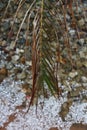 Hail storm palm frond 4482