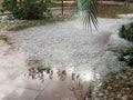 Hail storm palm reflection 9939 Royalty Free Stock Photo