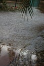 Hail storm palm reflection 4467 Royalty Free Stock Photo