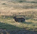 North Texas Eastern Cottontail Rabbit Sylvilagus floridanus