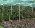 Hailstone in a protective net over vegetable plants Royalty Free Stock Photo