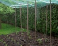 Hailstone in a protective net over vegetable plants in a garden Royalty Free Stock Photo