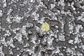 Hailstones with a fallen leaf on the pavement Royalty Free Stock Photo