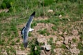 Hailu island black-tailed gulls