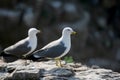 Hailu island black-tailed gulls Royalty Free Stock Photo