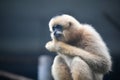 Hainan black crested gibbon Royalty Free Stock Photo