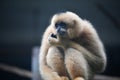 Hainan black crested gibbon Royalty Free Stock Photo