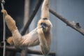 Hainan black crested gibbon