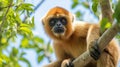 hainan gibbon climbing a tree in the middle of the forest Royalty Free Stock Photo
