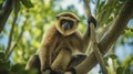 hainan gibbon is playing in the tree Royalty Free Stock Photo
