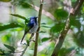 Hainan blue flycatcher Cyornis hainanus beautiful bird perching on the branch Royalty Free Stock Photo
