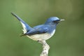 Hainan Blue Flycatcher Cyornis hainanus beautiful blue bird with white belly happily wagging its tails Royalty Free Stock Photo