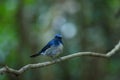 Hainan blue flycatcher Cyornis hainanus Royalty Free Stock Photo
