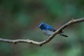 Hainan blue flycatcher Cyornis hainanus Royalty Free Stock Photo