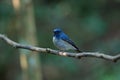 Hainan blue flycatcher Cyornis hainanus Royalty Free Stock Photo