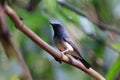 Hainan Blue Flycatcher migrates to live in the bamboo forest. Royalty Free Stock Photo