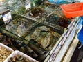 HAINAN, CHINA - 3 MAR 2019 Ã¢â¬â Fresh live seafood crabs; clams, shellfish for sale at a seafood wholesale and retail centre in
