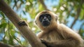 hainan gibbon climbs a tree