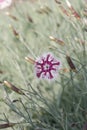 Hainburg spring carnation Dianthus lumnitzeri Tatra Fragrance, white-striped purple flowering plant