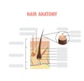 Hair anatomy blank illustration vector on white background. Madical concept.
