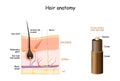 Hair anatomy. Cross section of the hair shaft. skin layers
